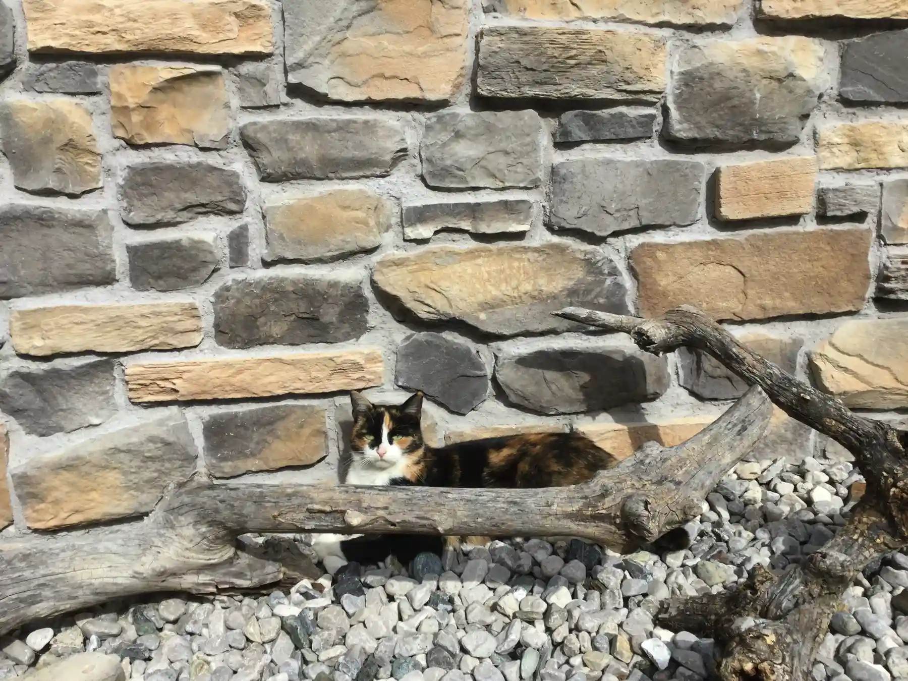 Mix Alpina mit Katze