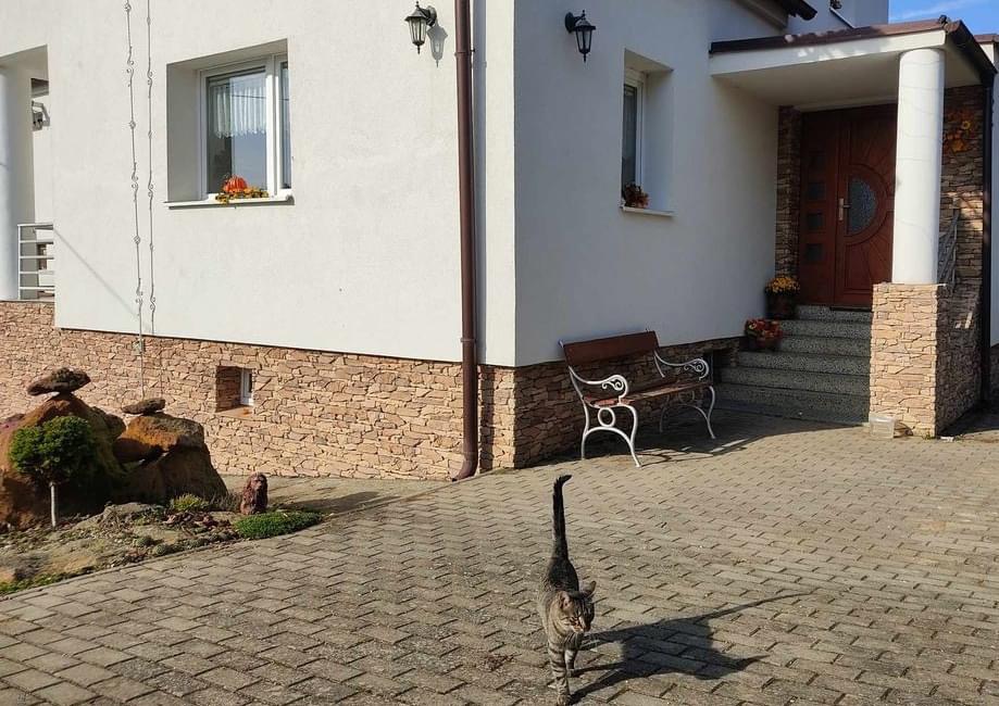 Wandverblenderr Rock Vrsatec brown mit Kantensteinen zur Verkleidung des Haussockels (und eine Katze)